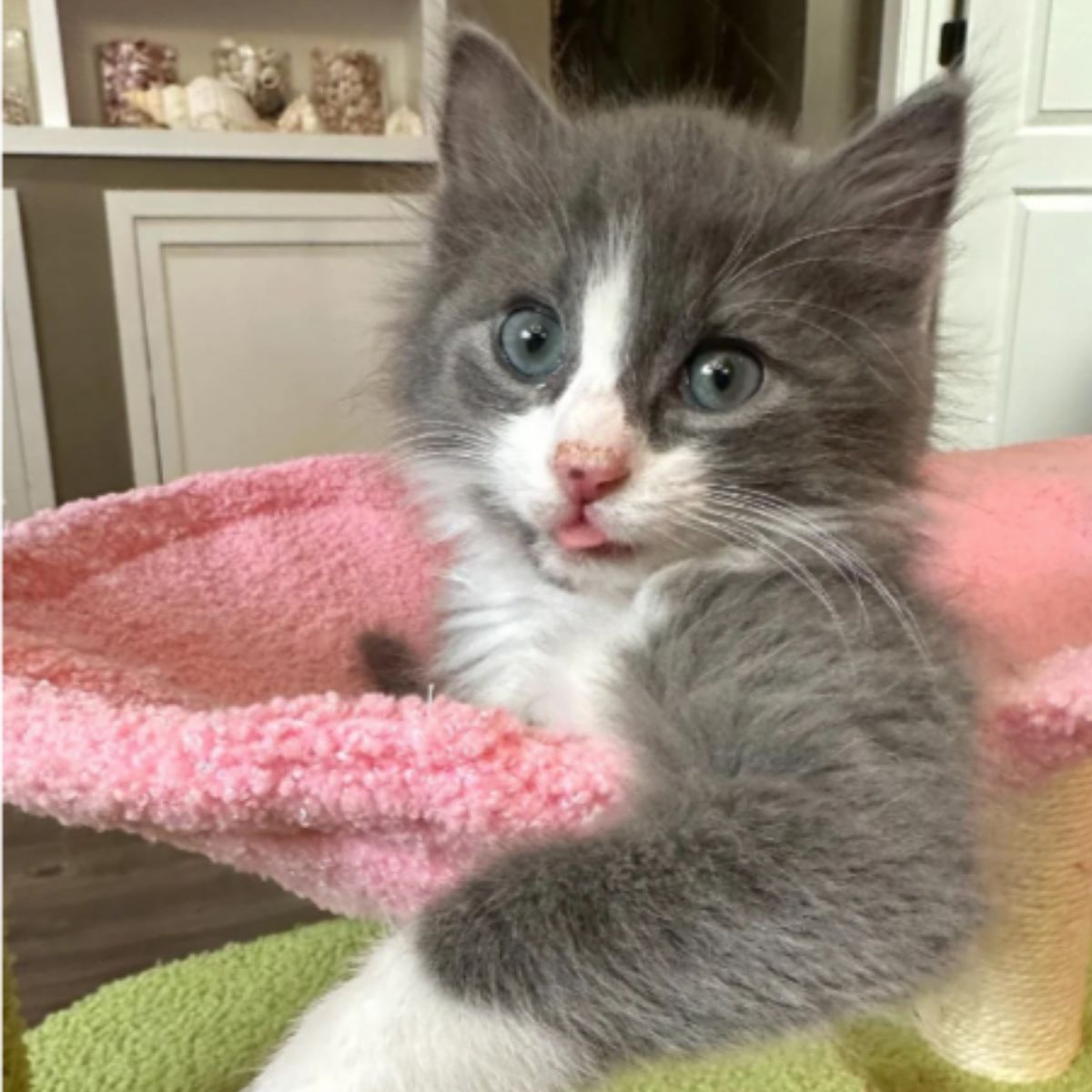 kitten on a pink blanket