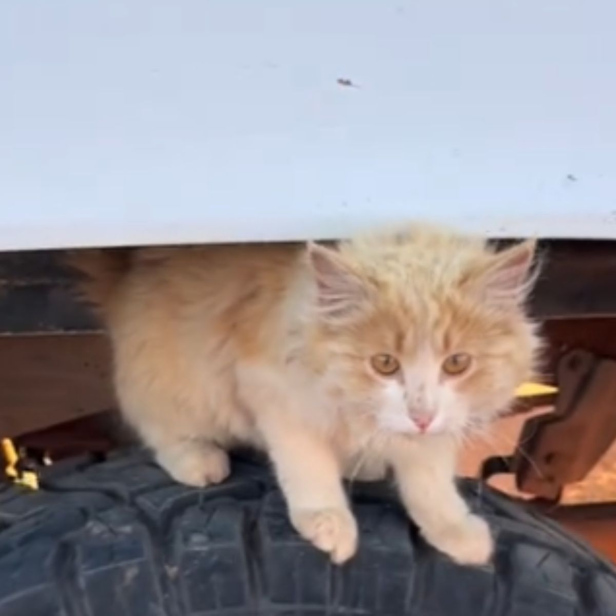kitten on a tire