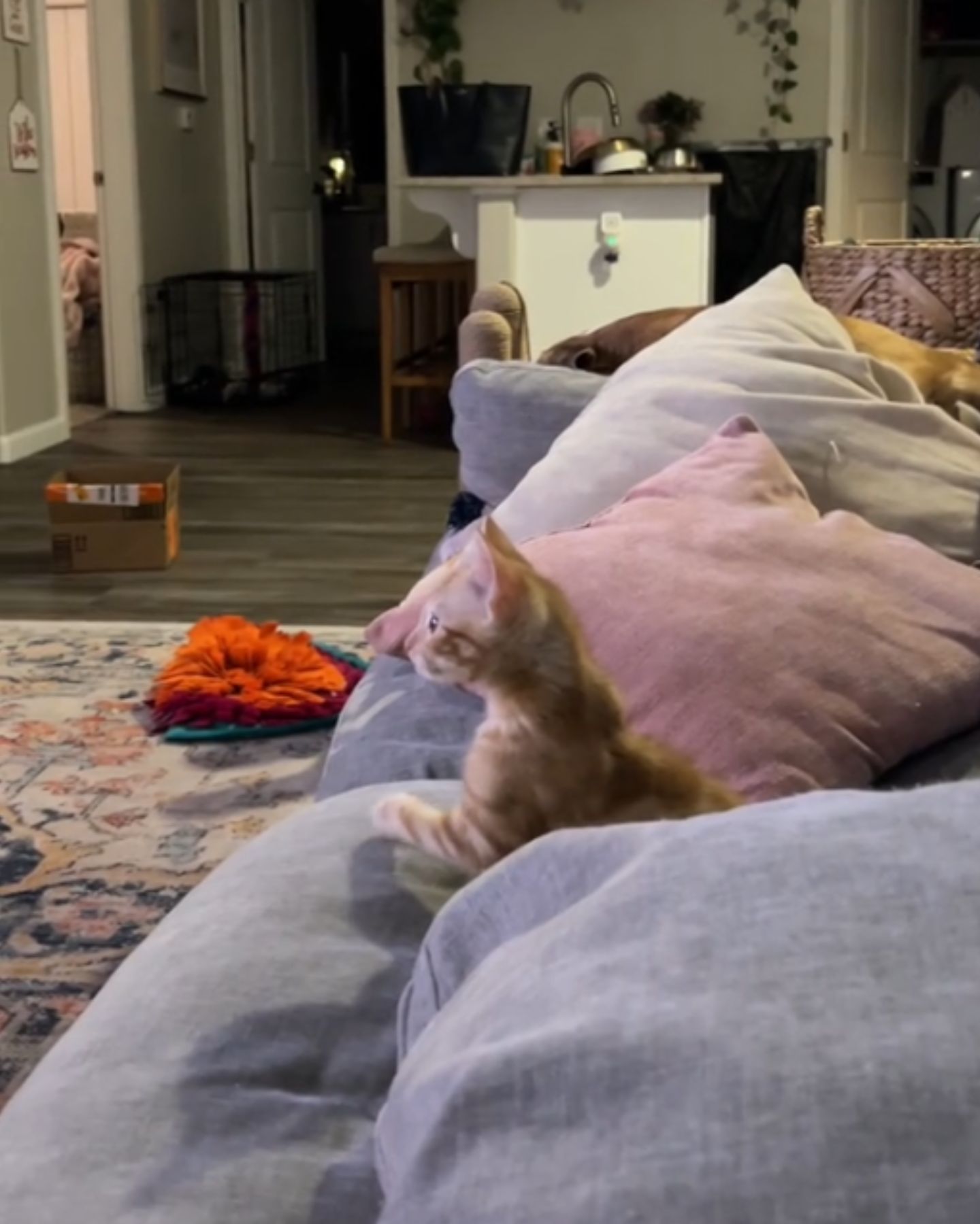 kitten on couch