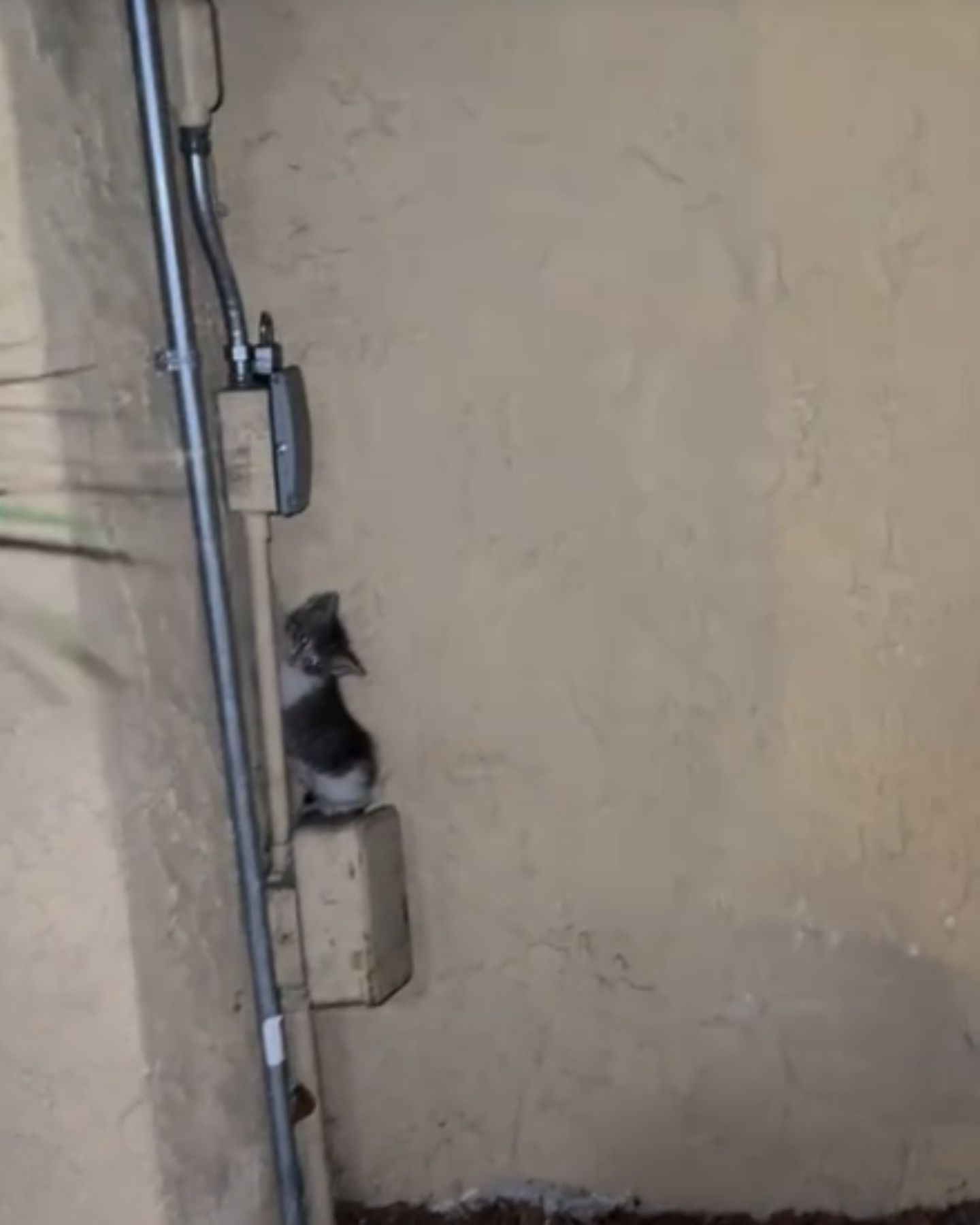 kitten on electrical box