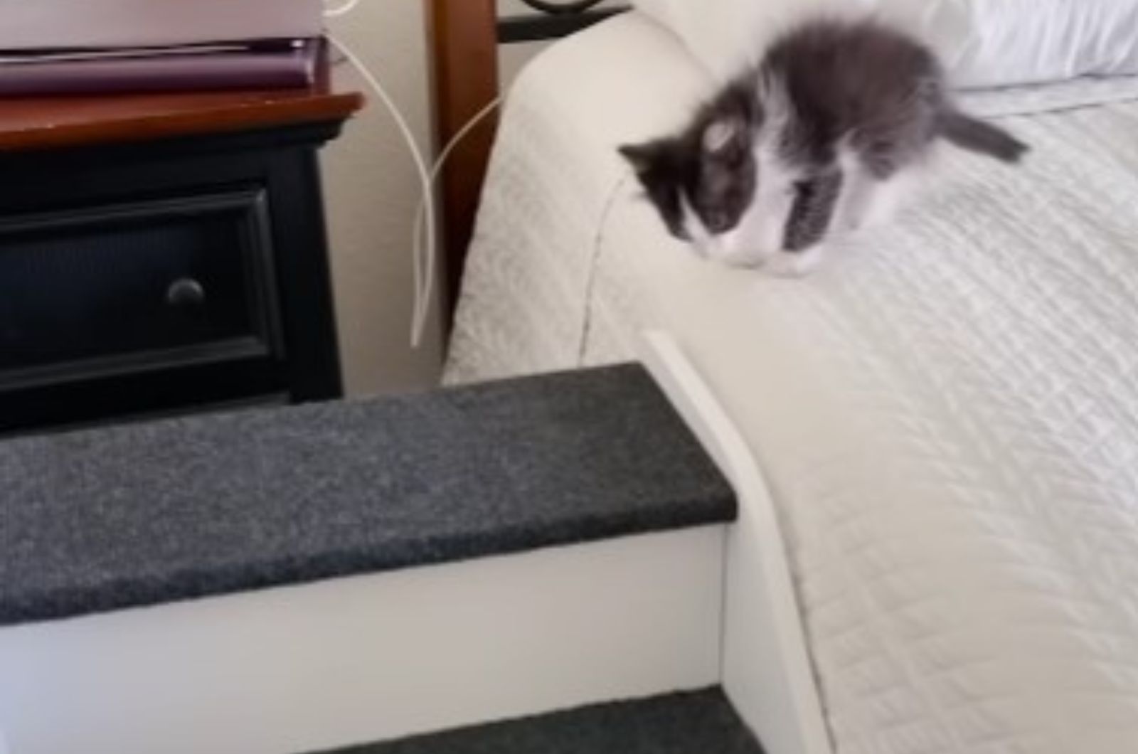kitten on the edge of a bed