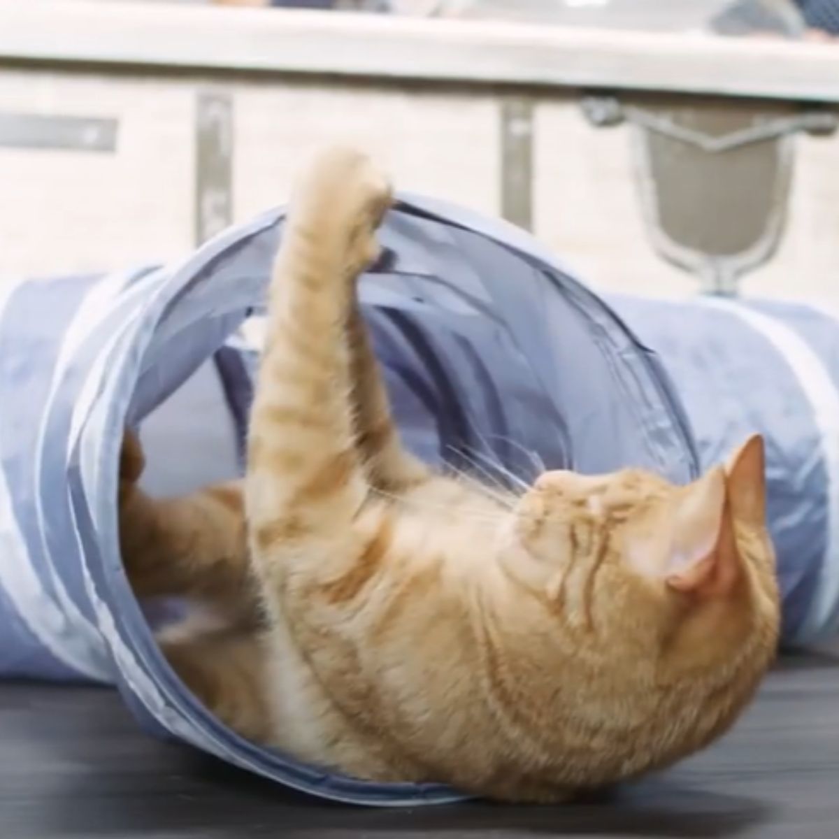 kitten playing in a tube