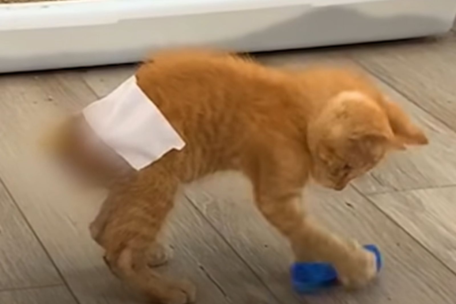 kitten playing with a toy