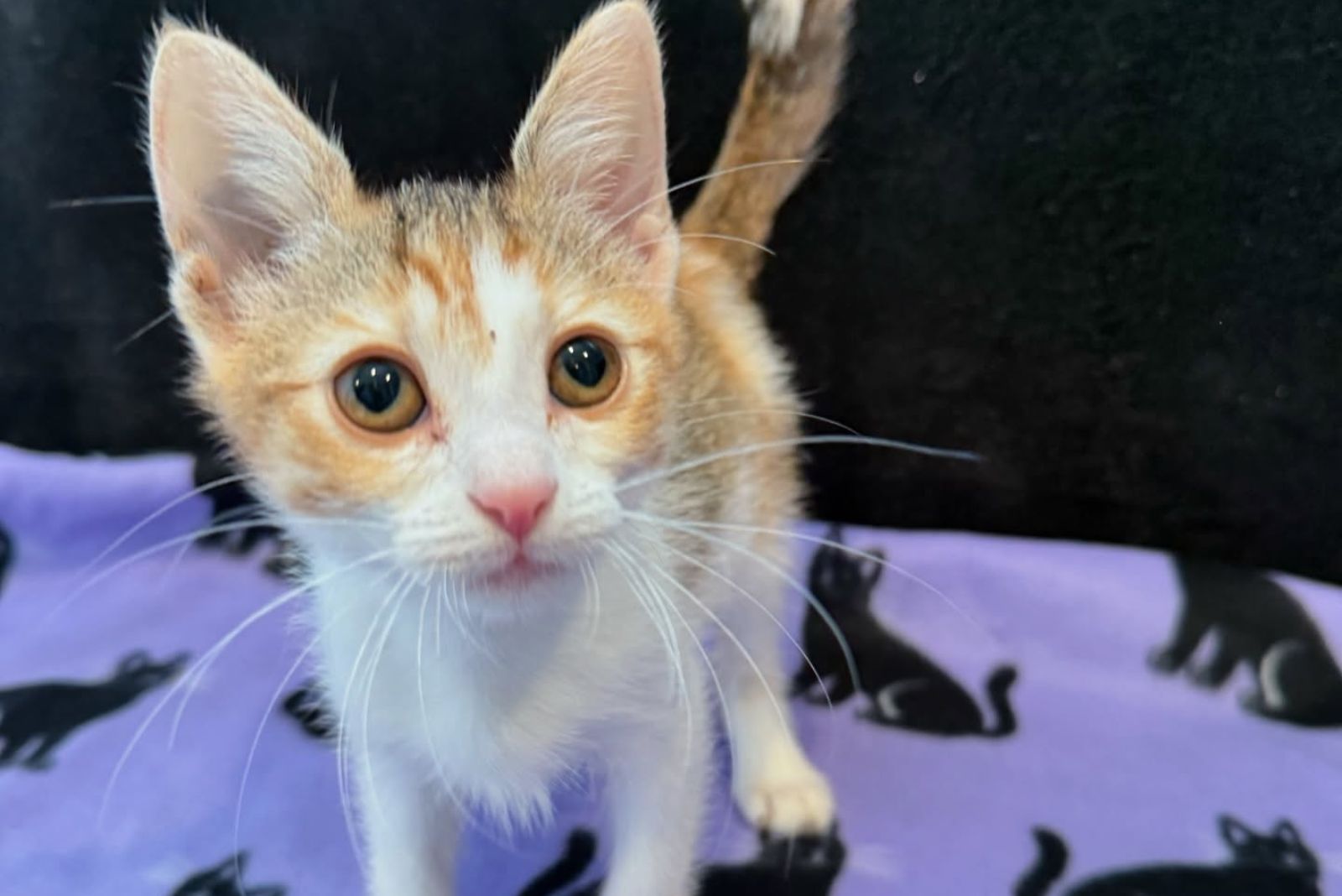 kitten posing for picture