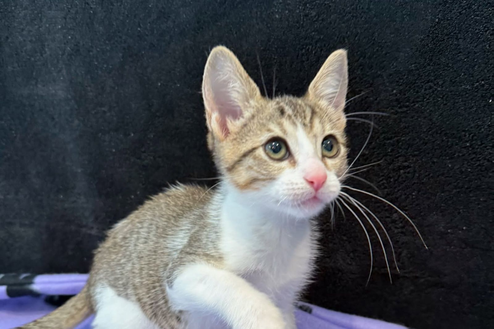 kitten posing