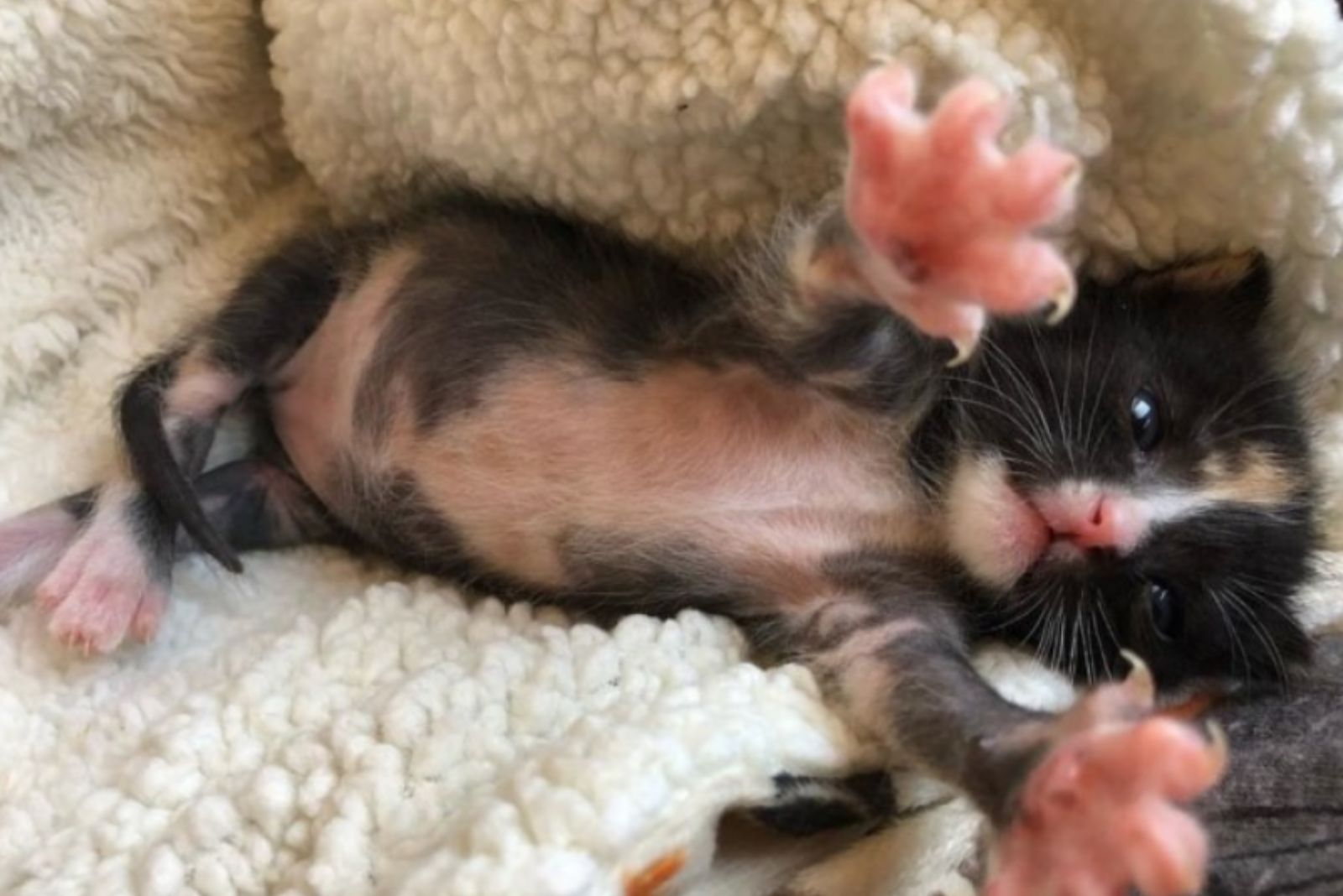 kitten reaching up