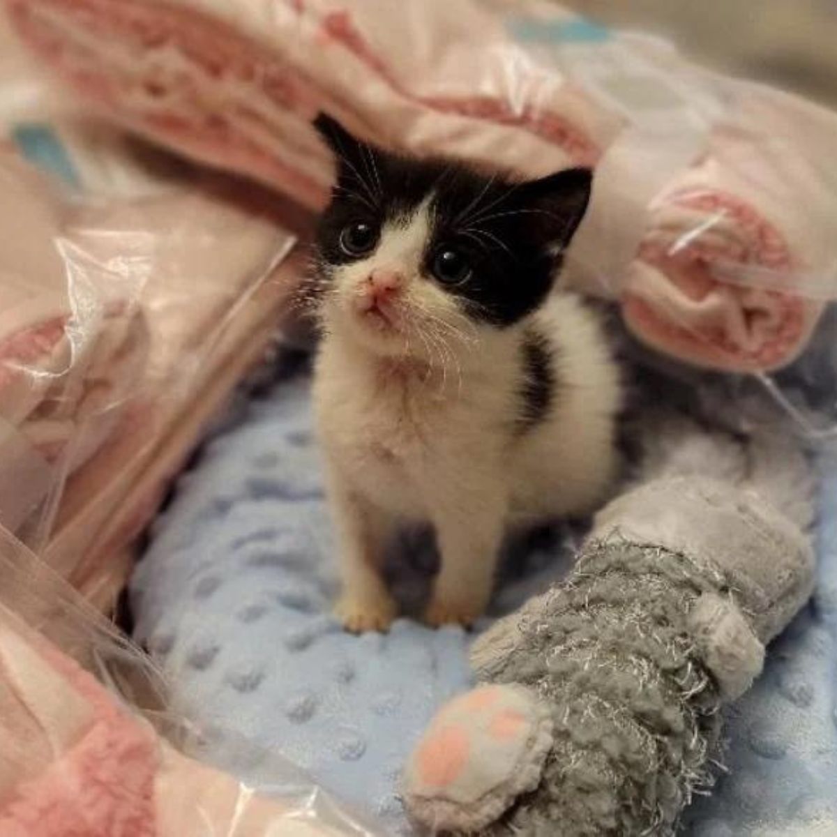 kitten sitting and looking up