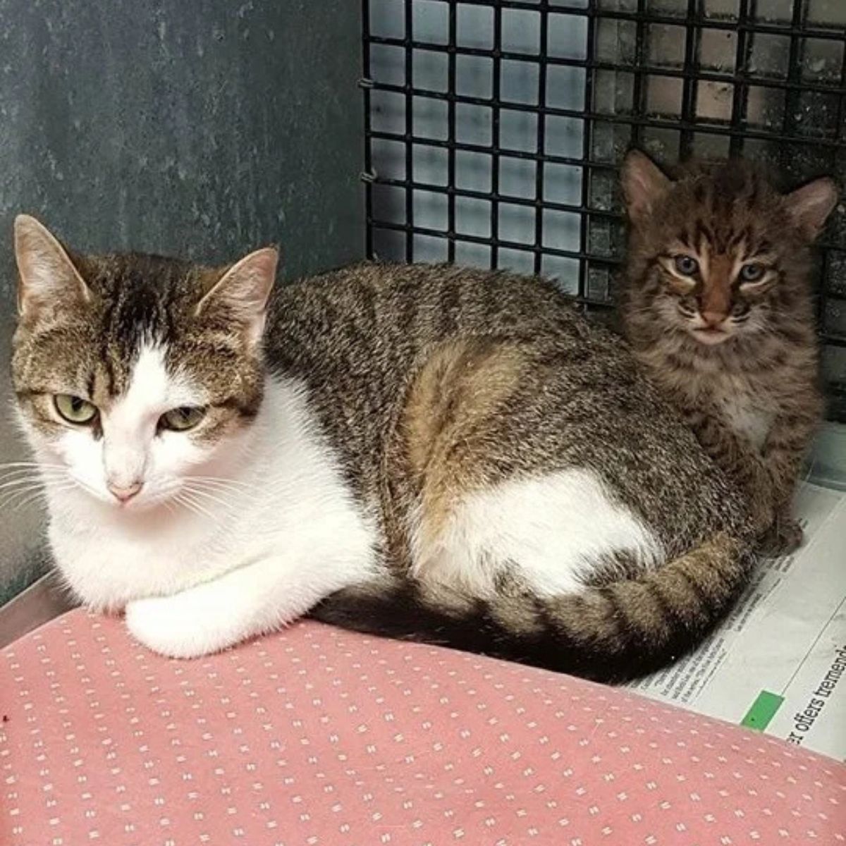 kitten sitting behind mama cat