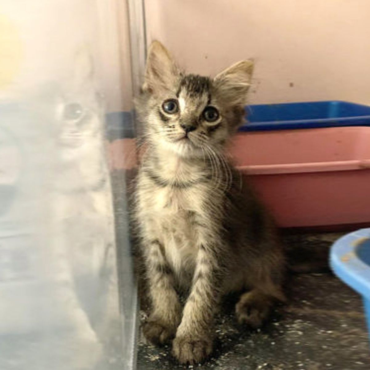 kitten sitting by the glass window