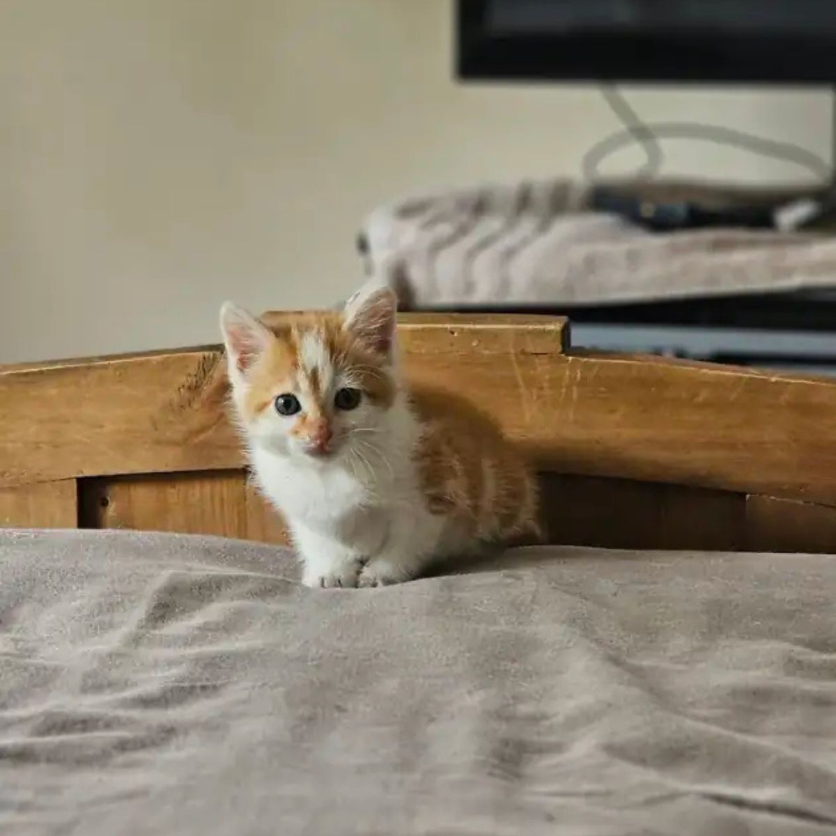 kitten sitting on a bed