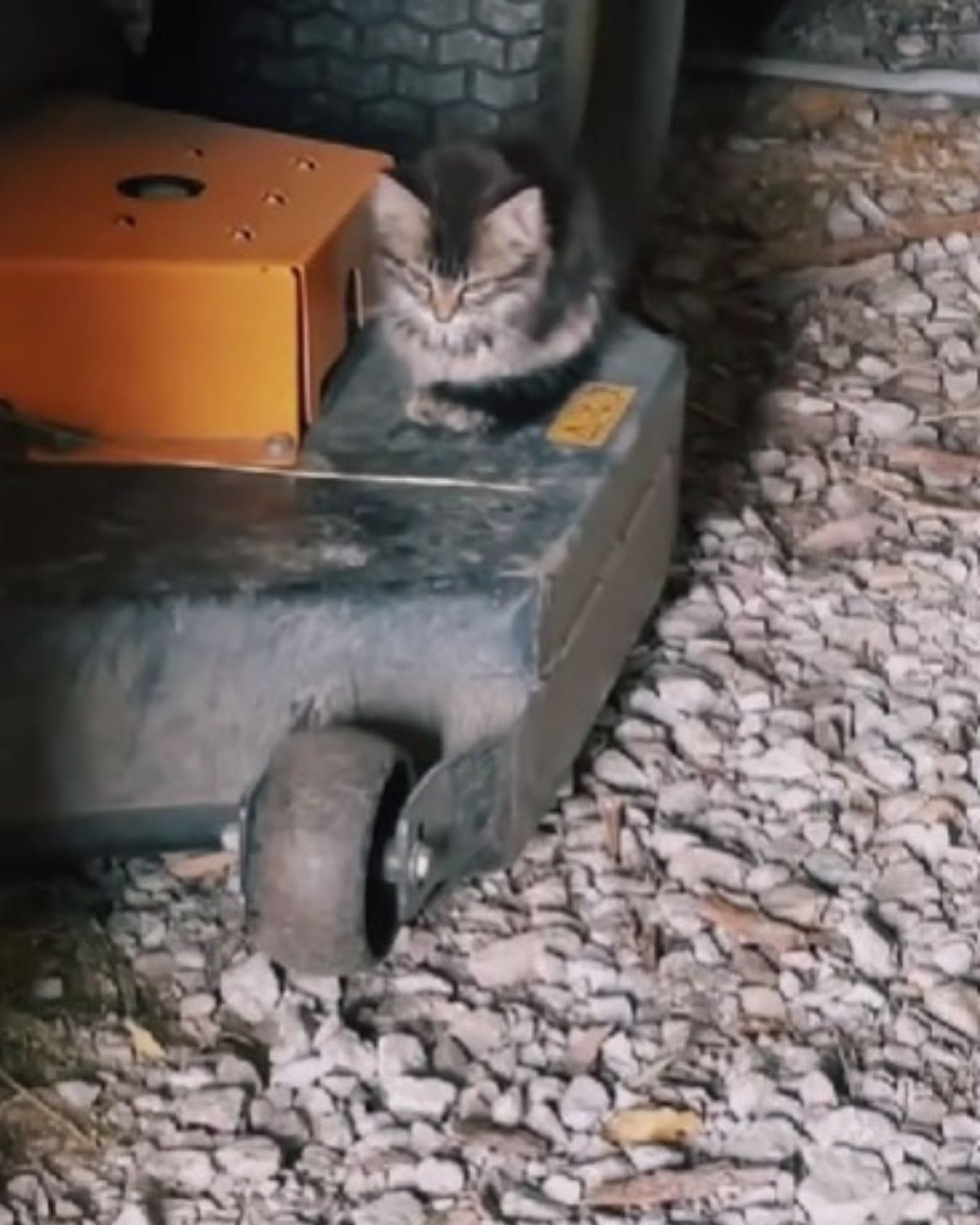 kitten sitting on a machine