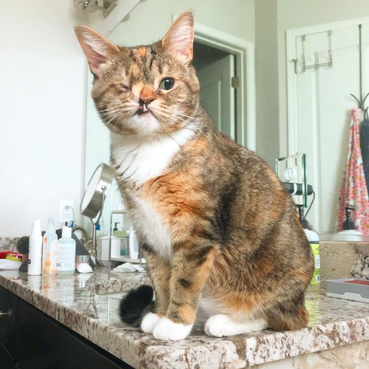 kitten sitting on the counter