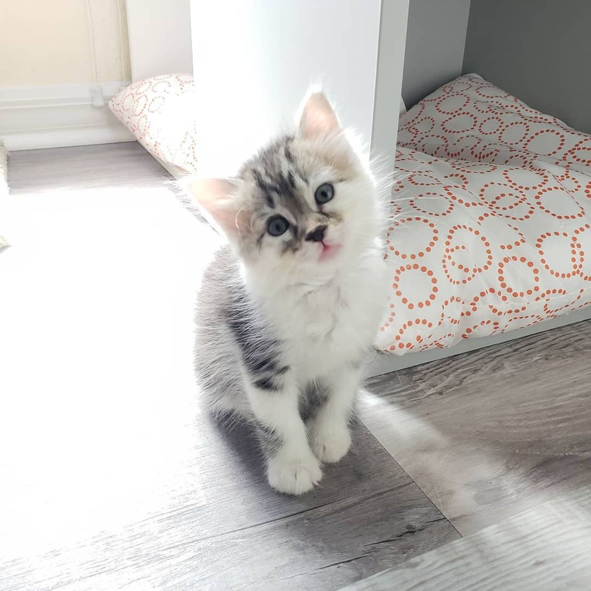 kitten sitting on the floor