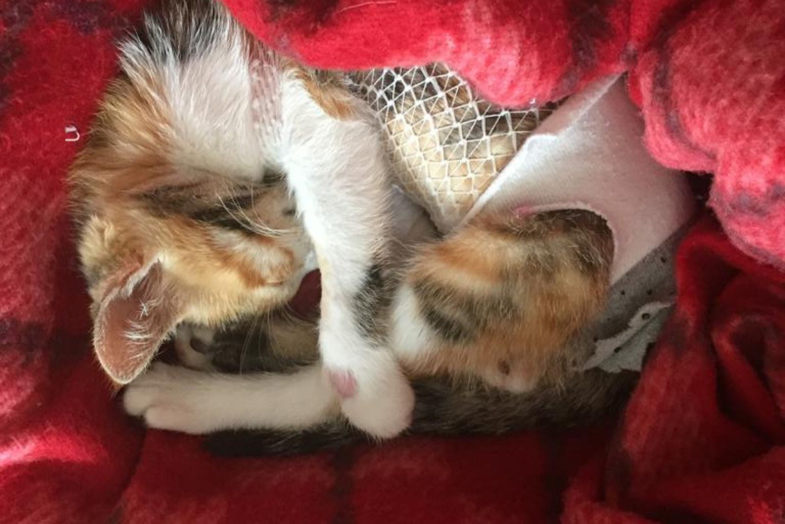 kitten sleeping curled up