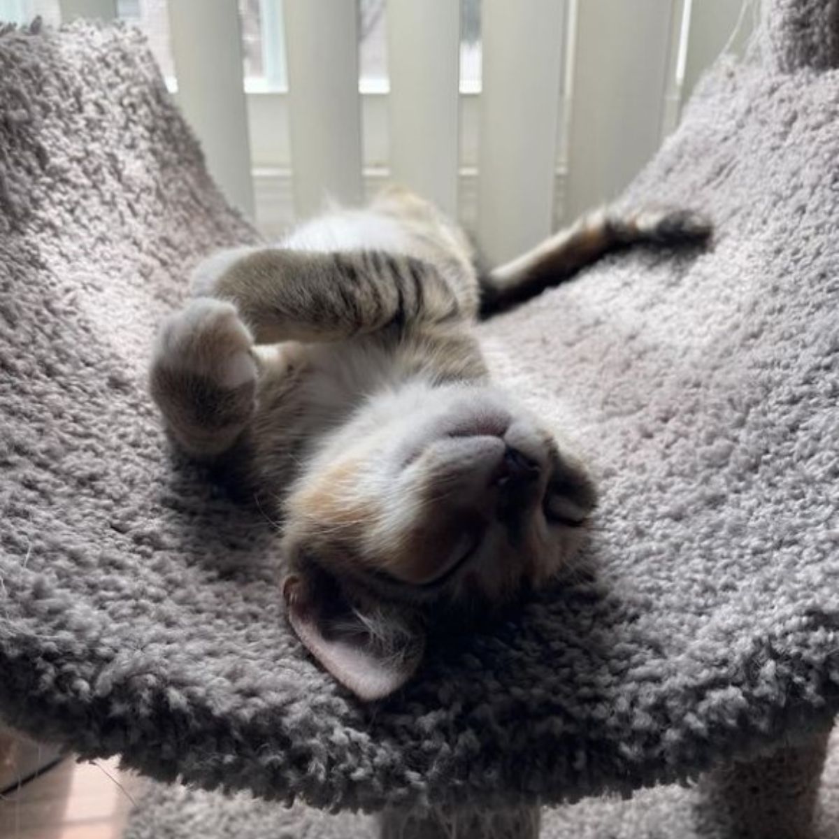 kitten sleeping on its back