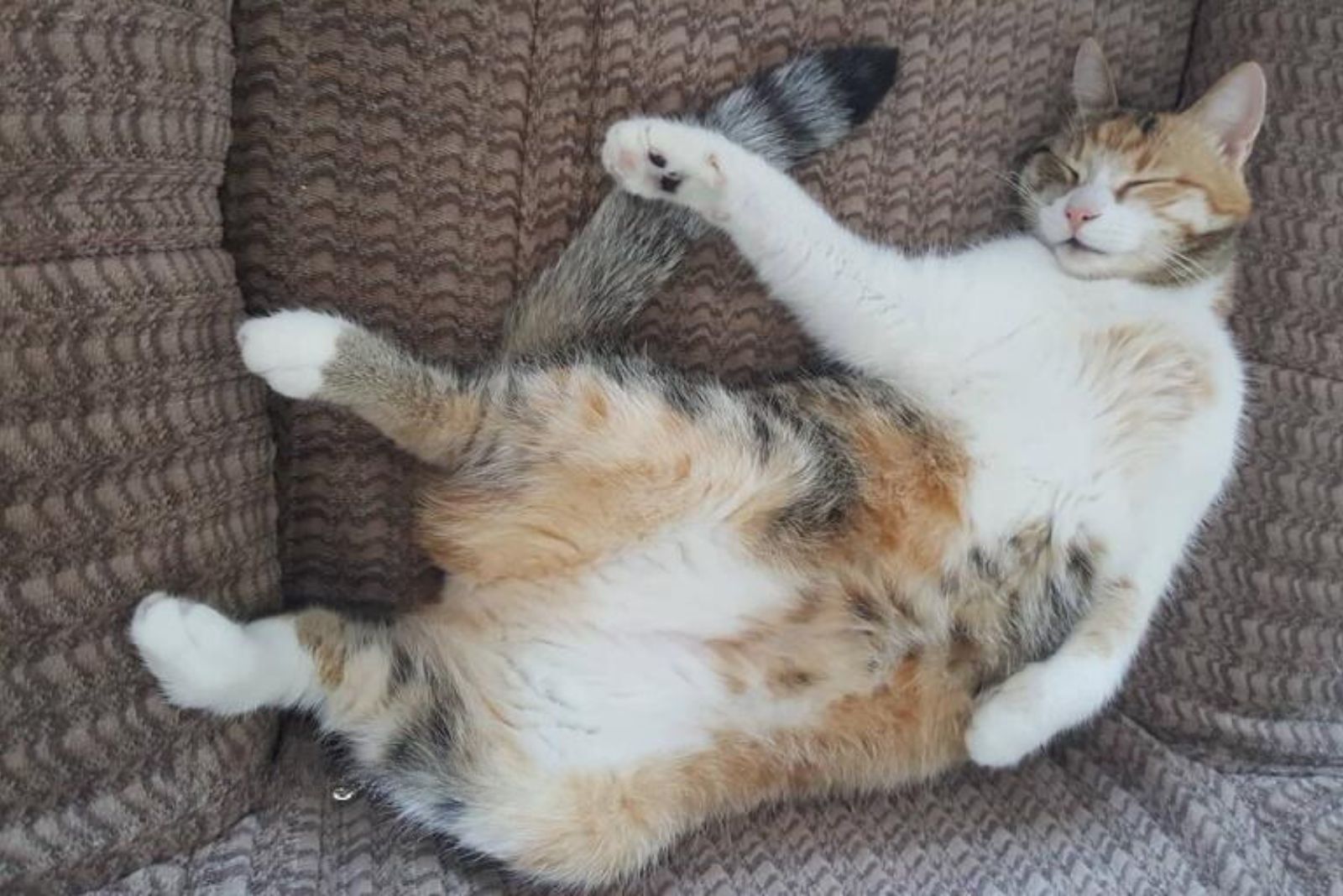 kitten sleeping on its back