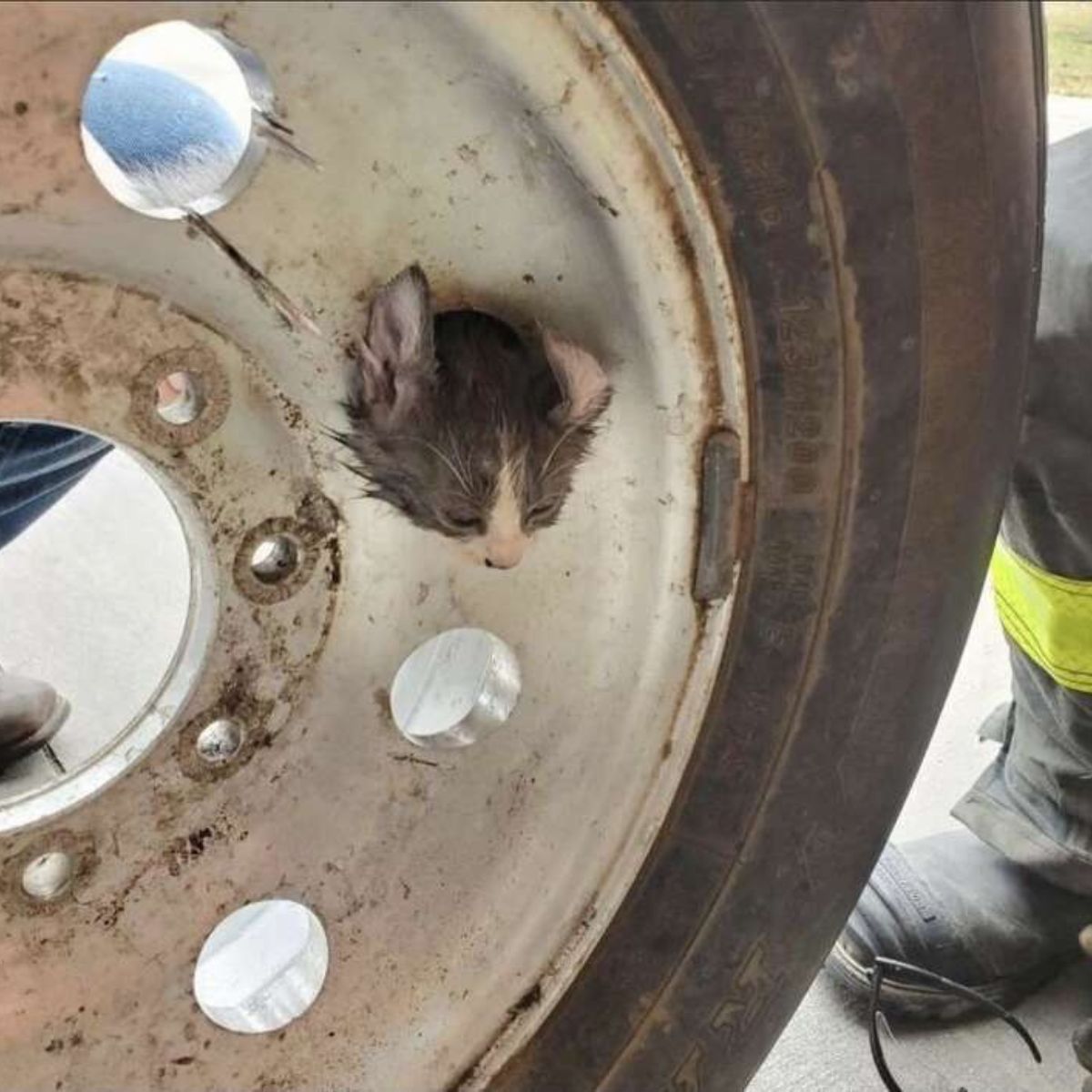 kitten stuck in a tire rim
