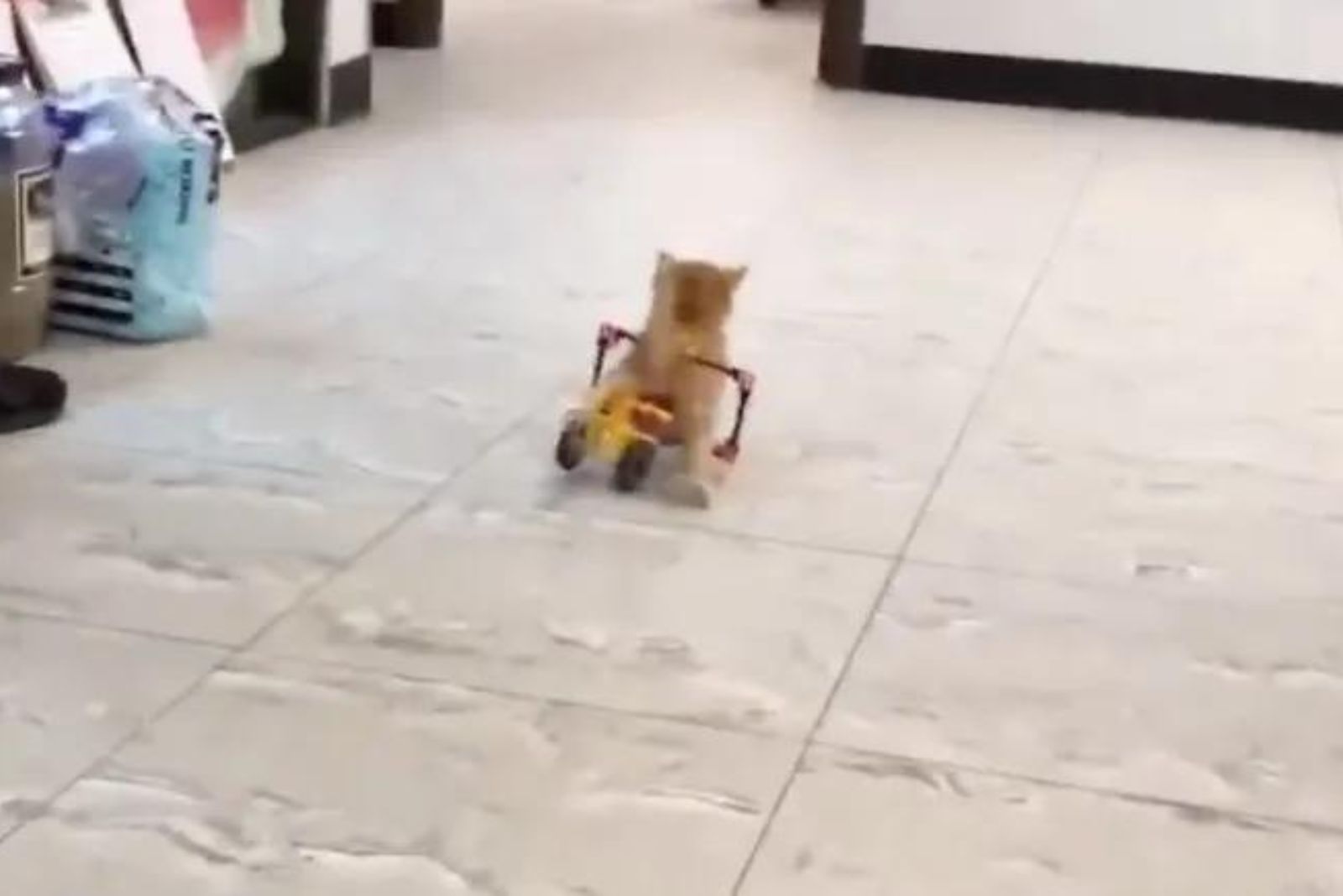 kitten walking in a wheelchair