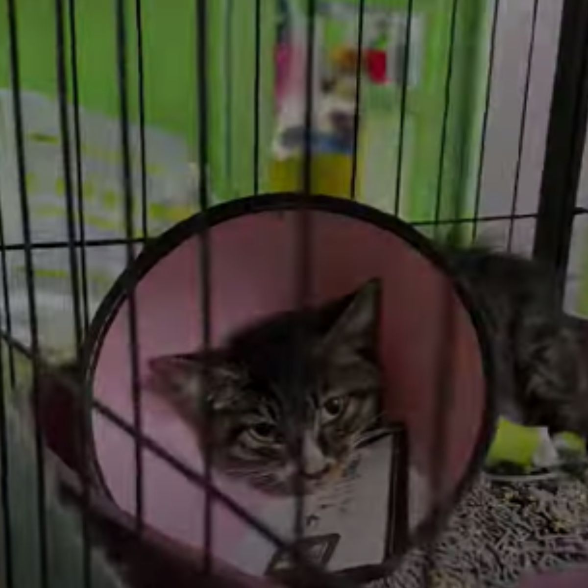kitten wearing a cone in a kennel