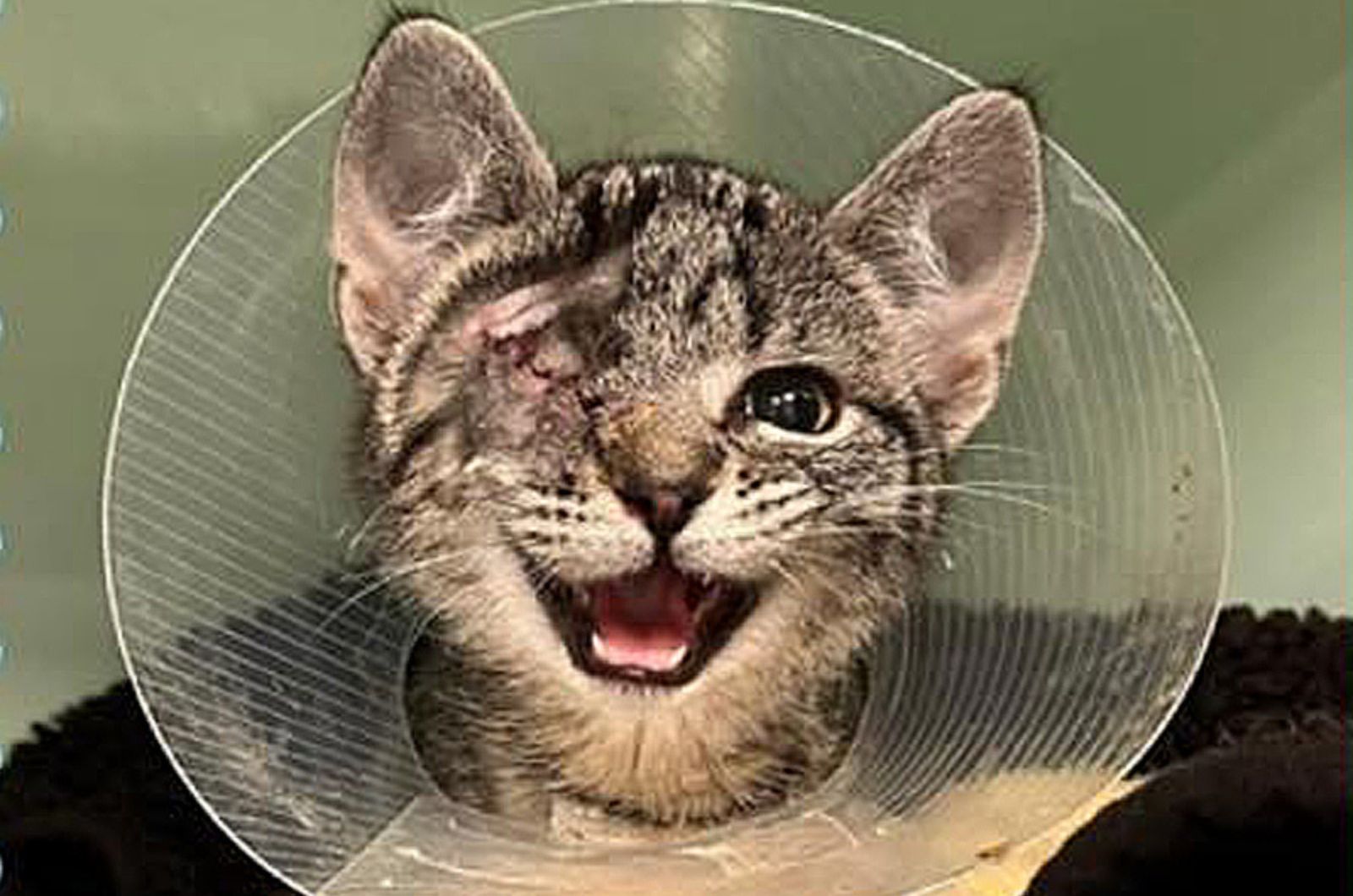 kitten wearing a cone