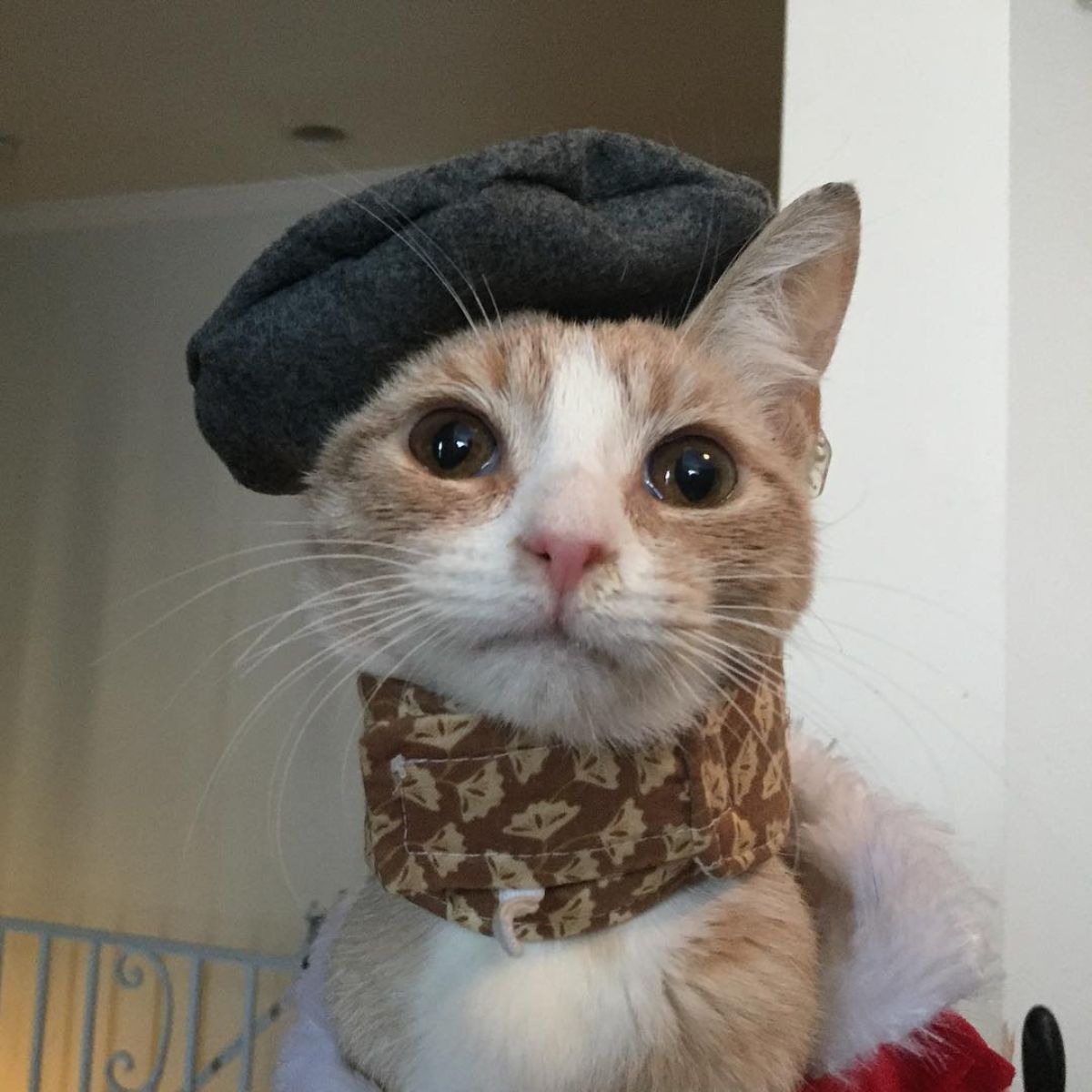 kitten wearing hat and scarf