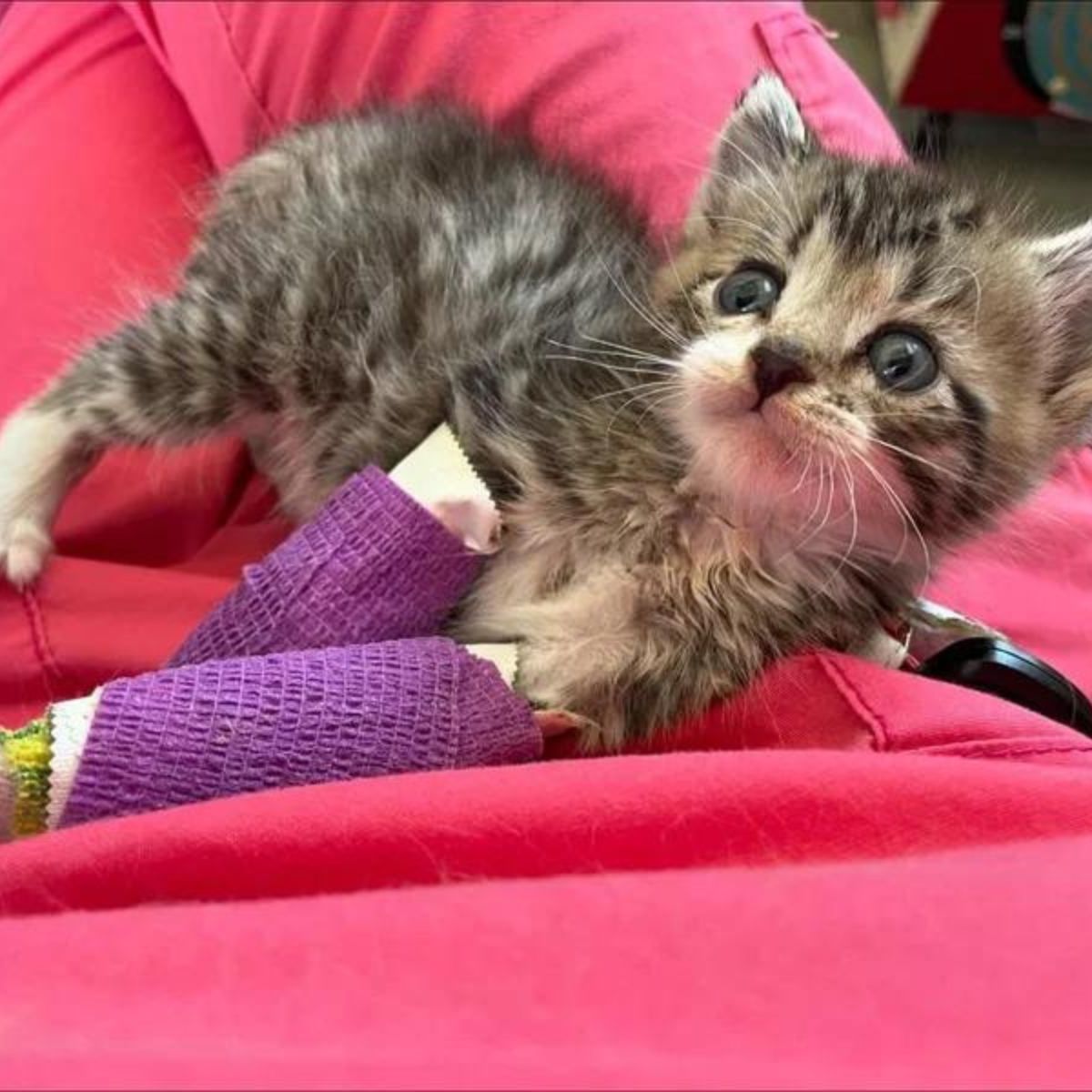 kitten wearing purple casts