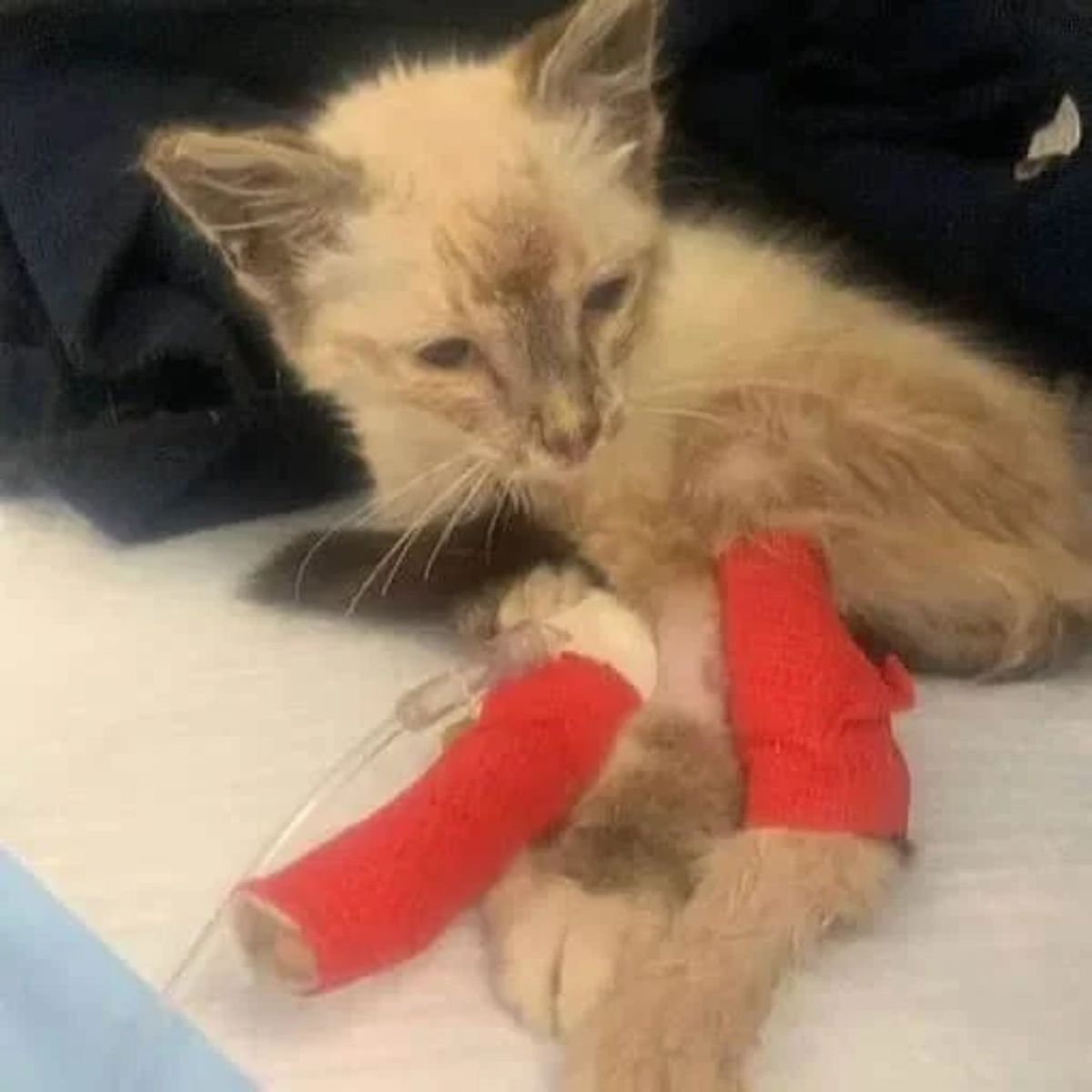 kitten wearing red cast