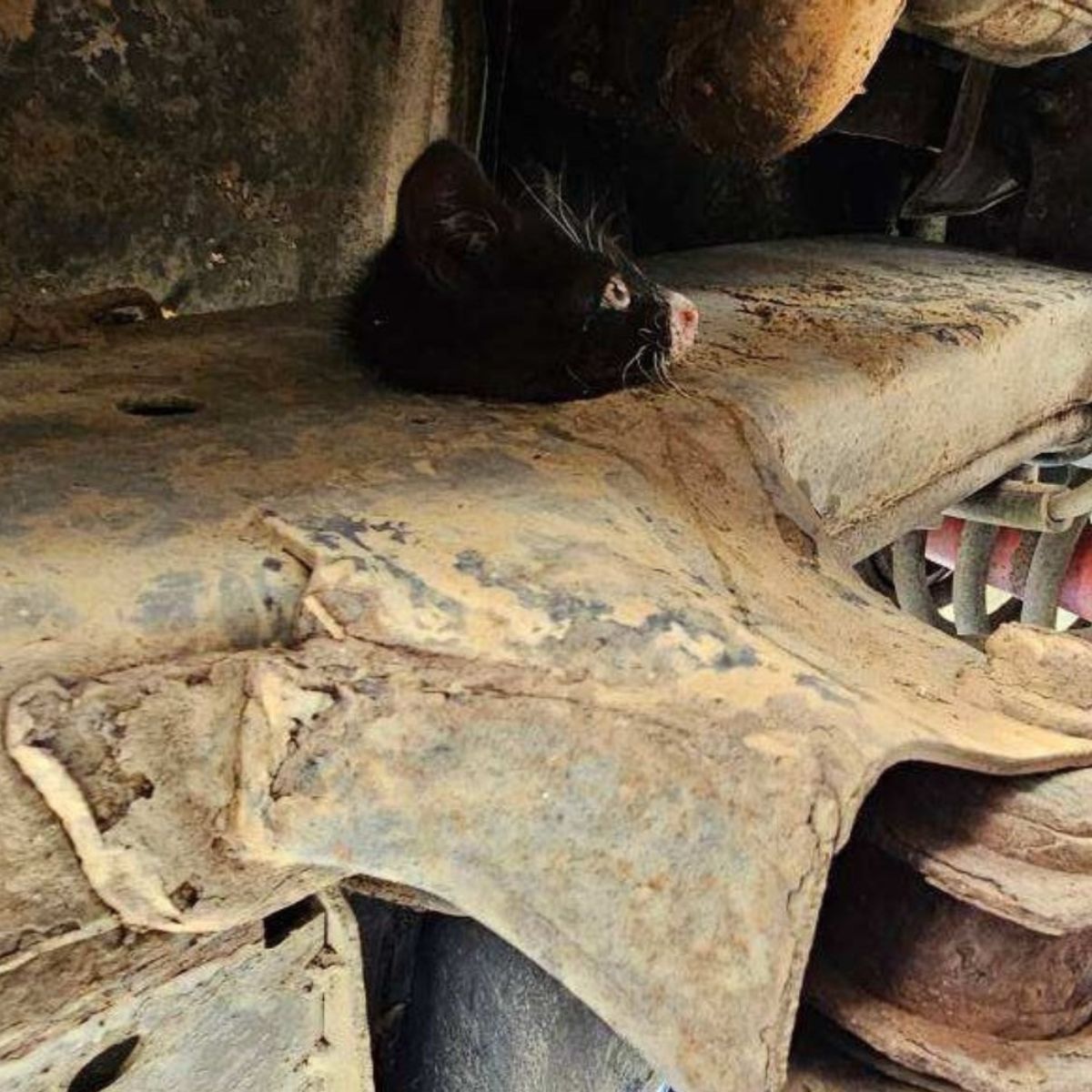 kitten wedged in truck frame