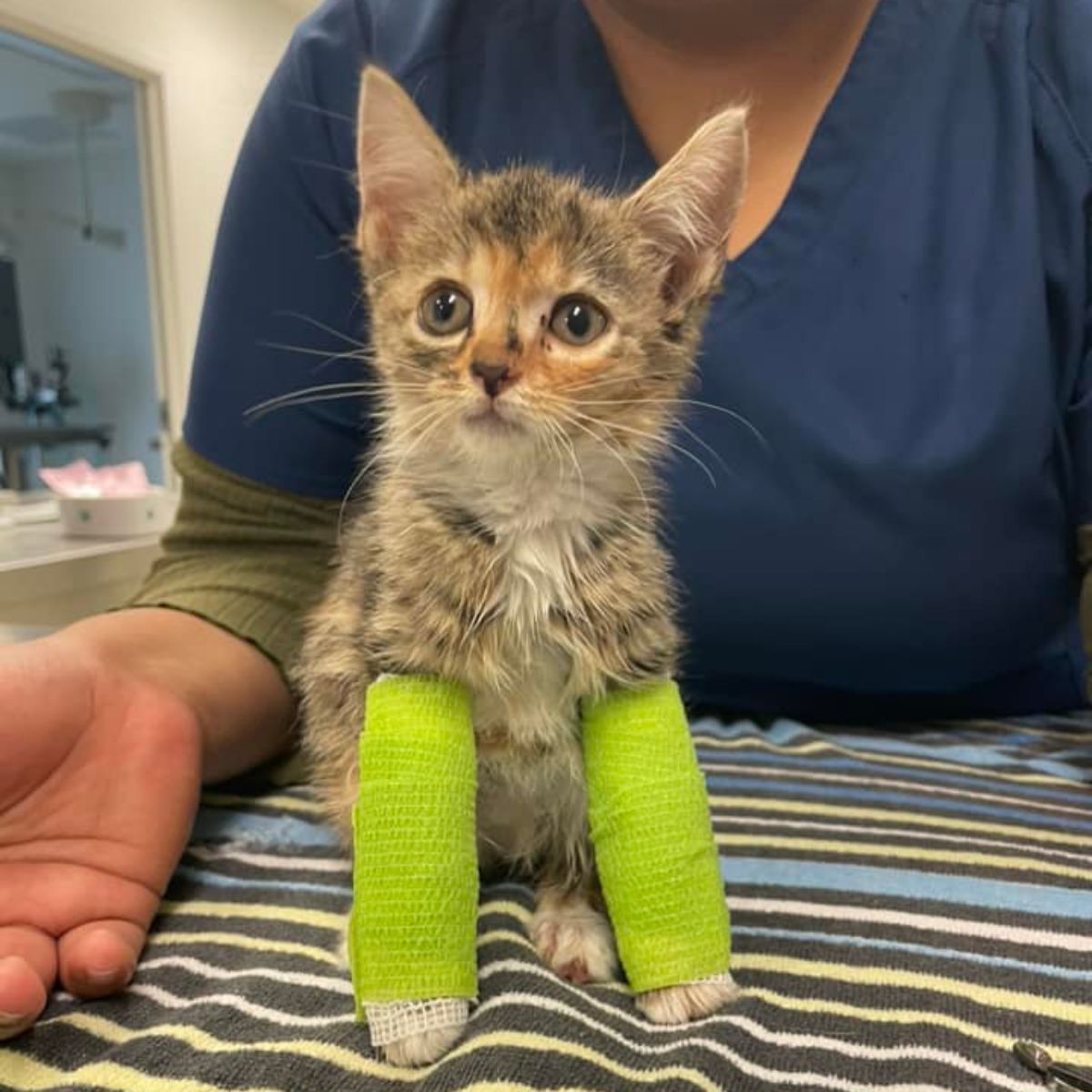 kitten with cast on front legs