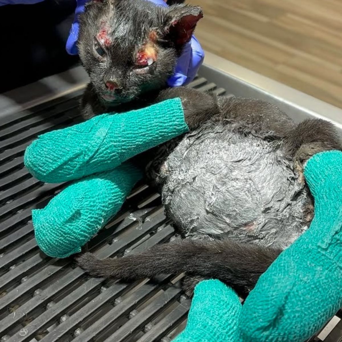 kitten with fire injuries