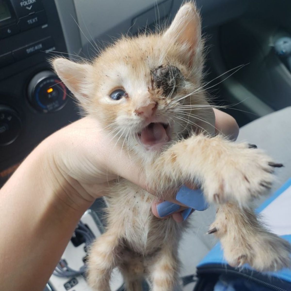 kitten with injured eye