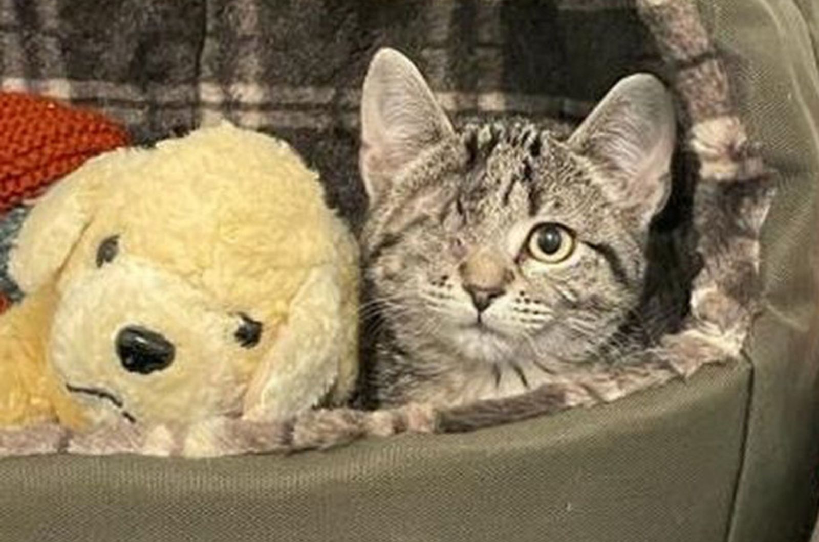 kitten with stuffed animal