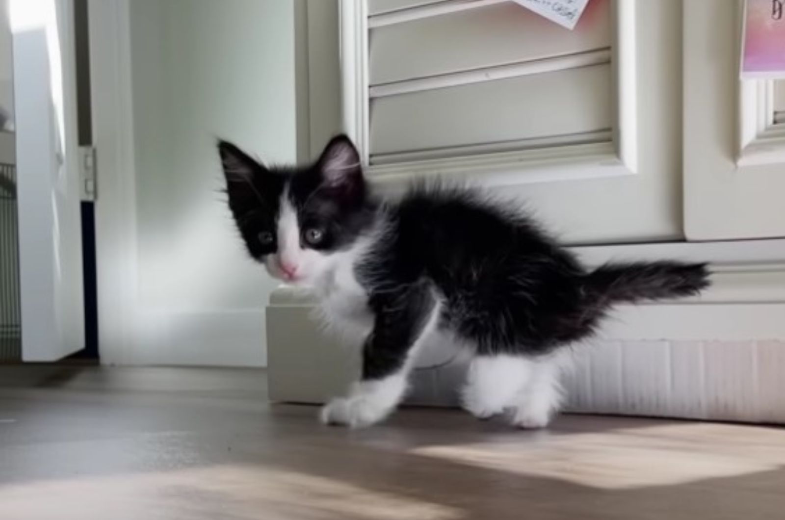 kitten without hind paws