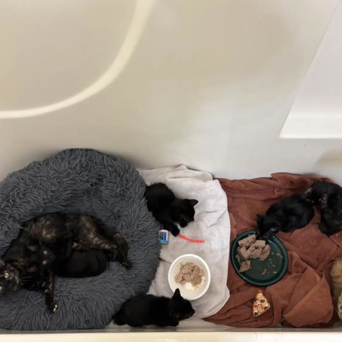 kittens and mama cat lying