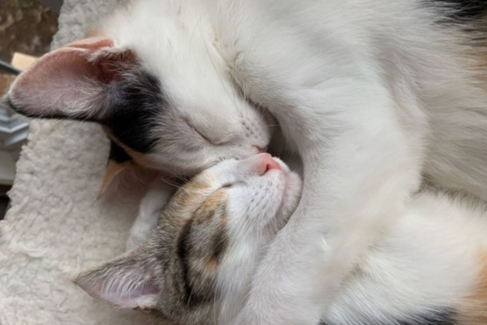 kittens are sleeping peacefully while their snouts are connected