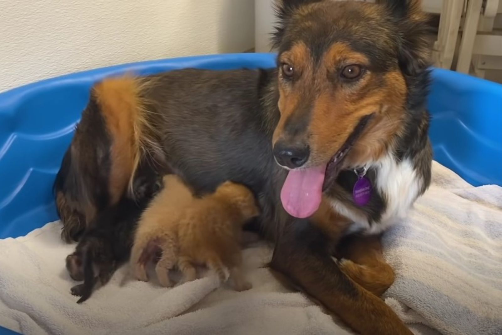 kittens around dog