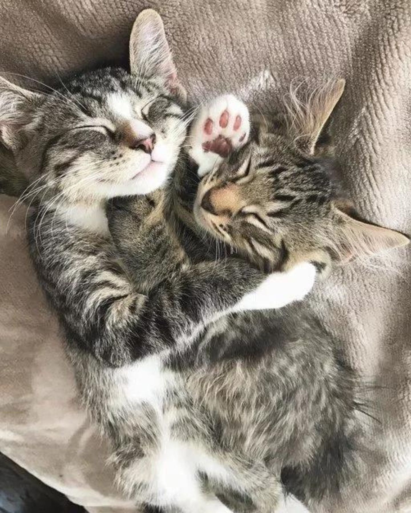 kittens cuddling