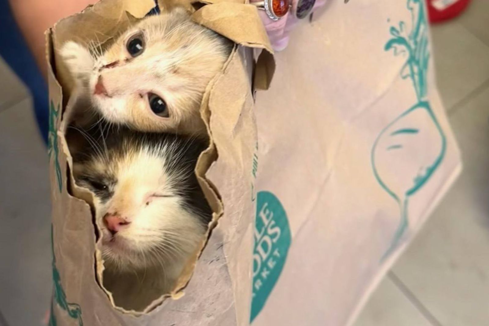 kittens heads peeking through bag