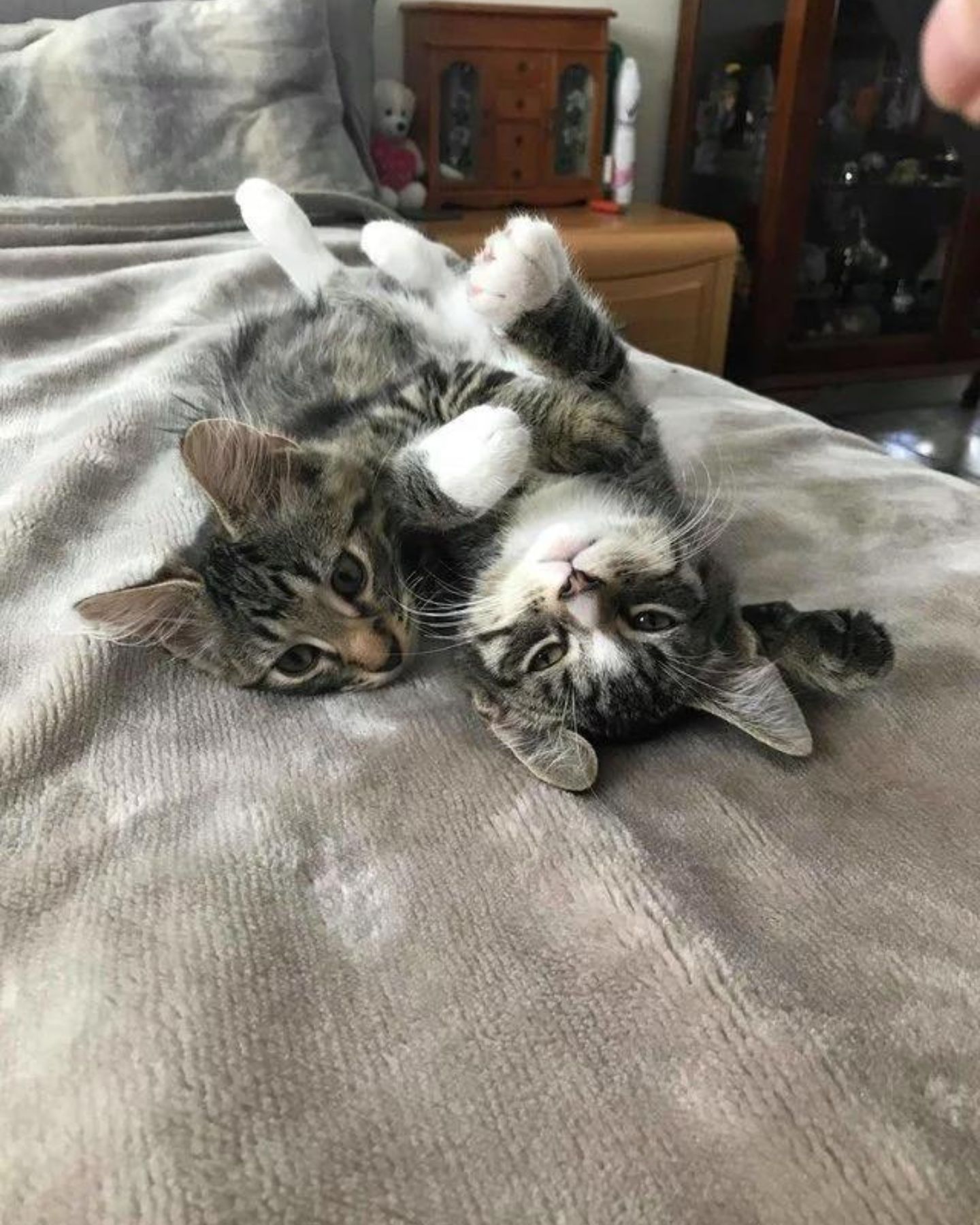 kittens hugging