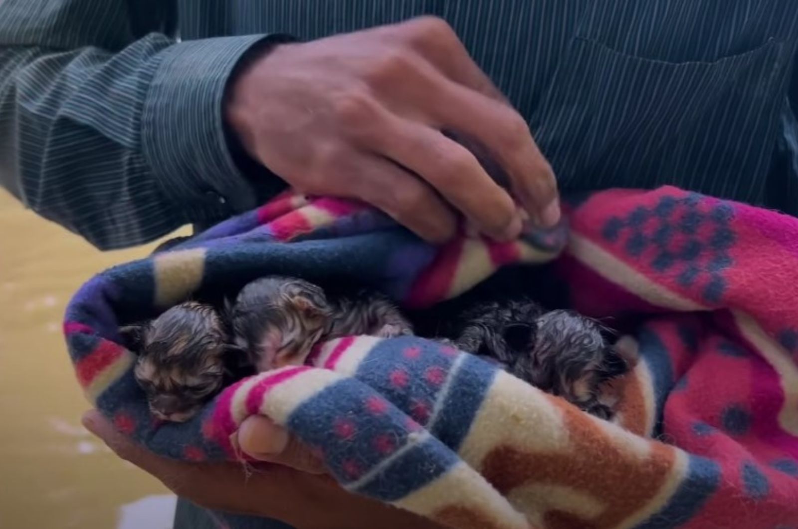 kittens in a blanket
