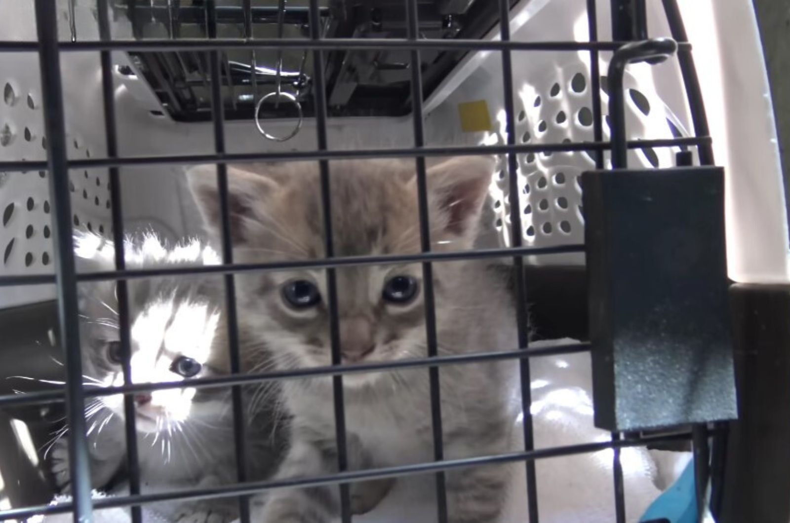 kittens in a cage