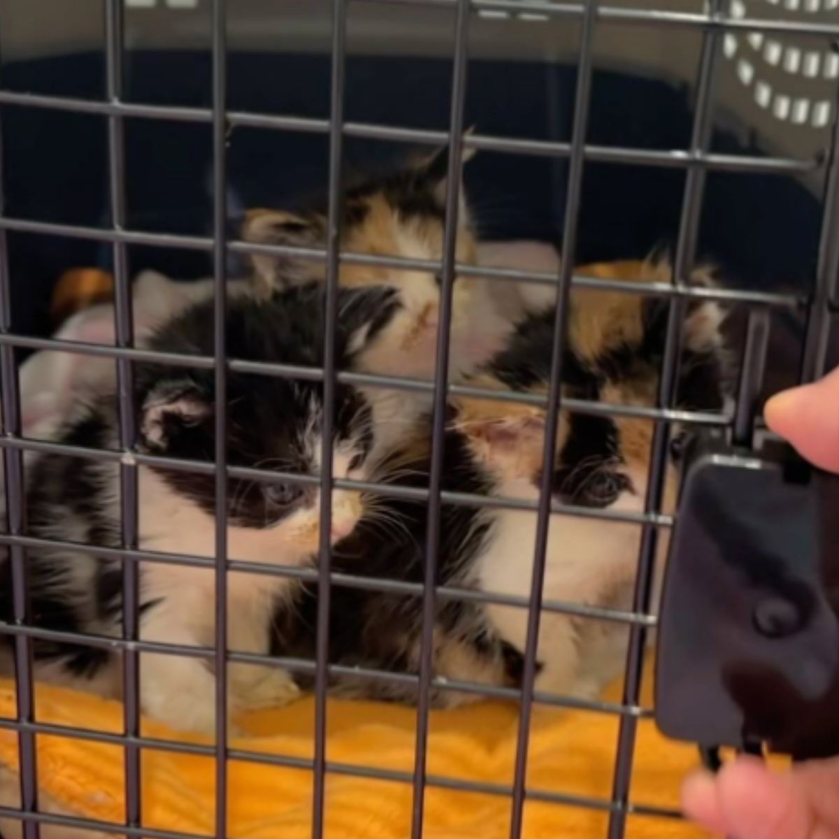 kittens in a kennel