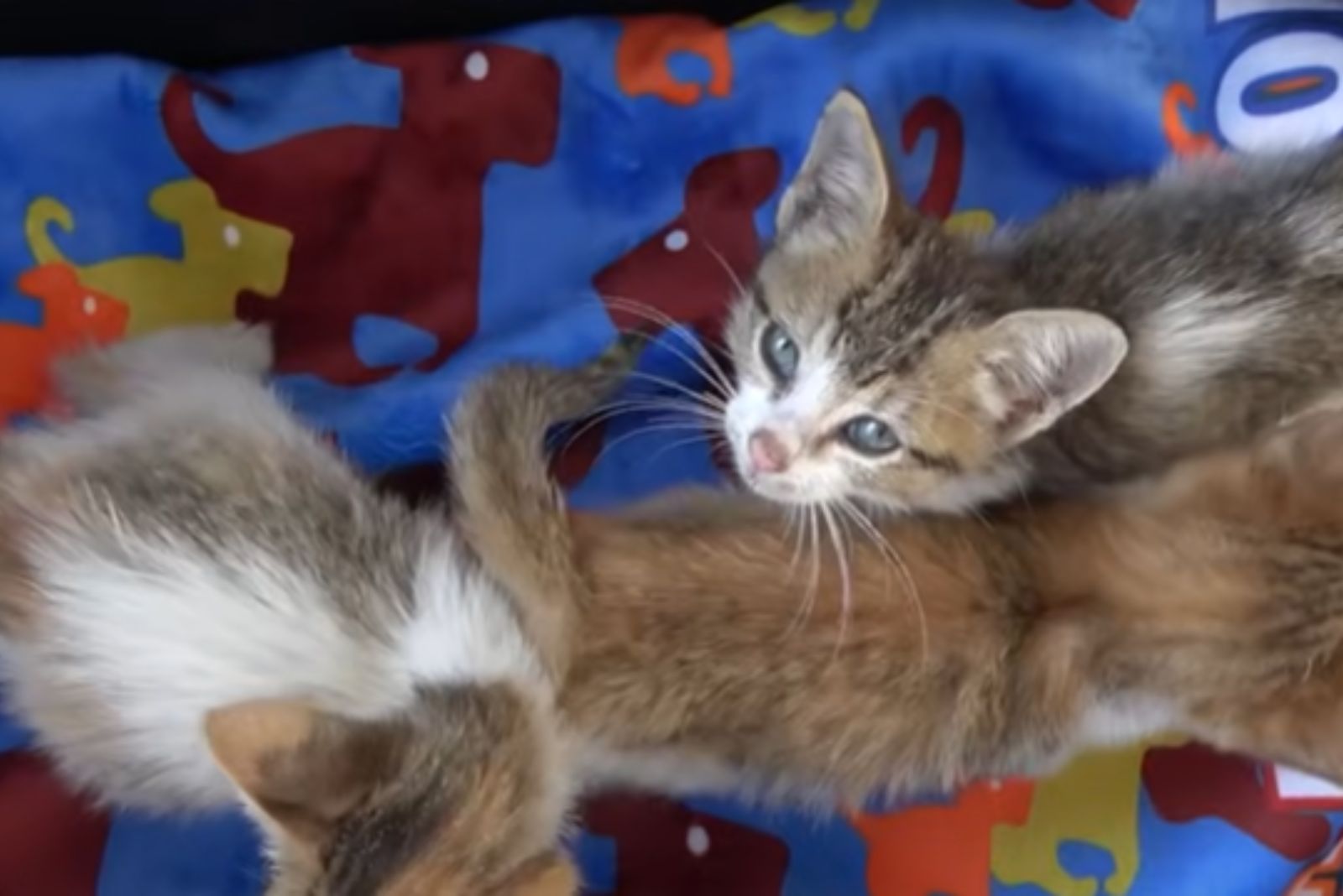 kittens in carrier