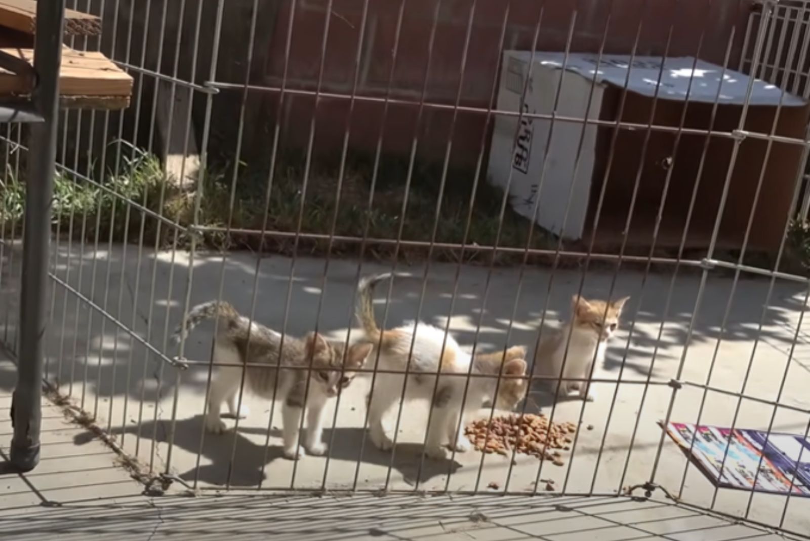 kittens in playpen