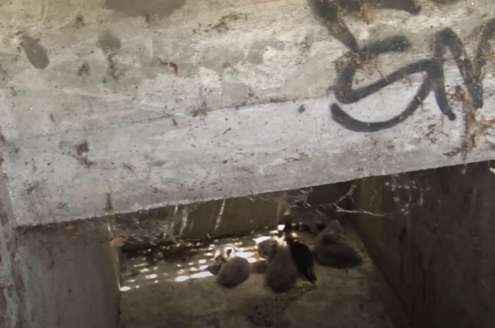 kittens in storm drain