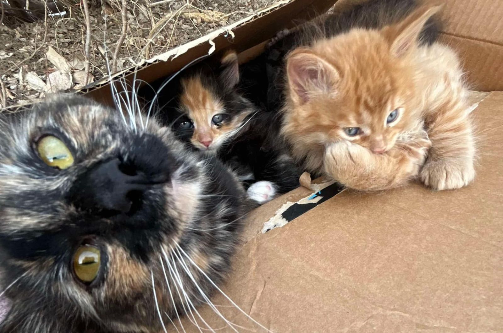 kittens left in the box