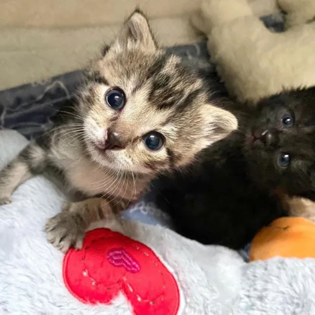 kittens looking up