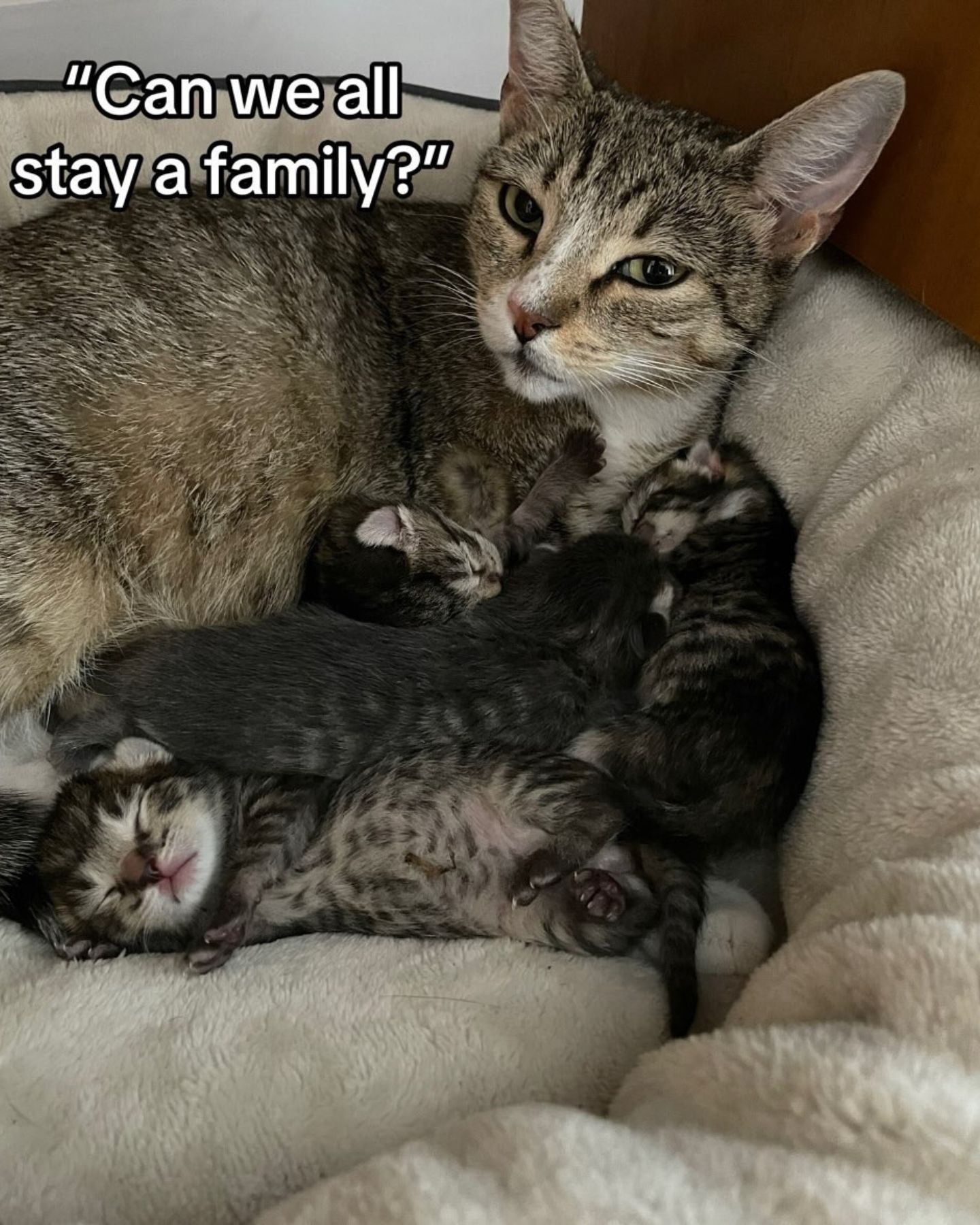 kittens lying next to a cat