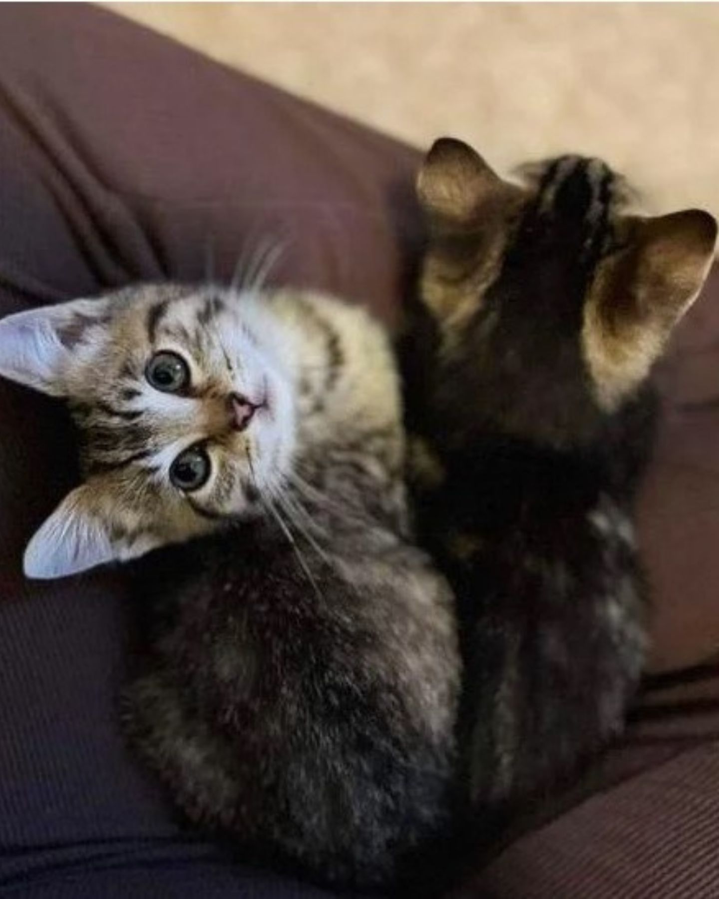 kittes lying next to each other