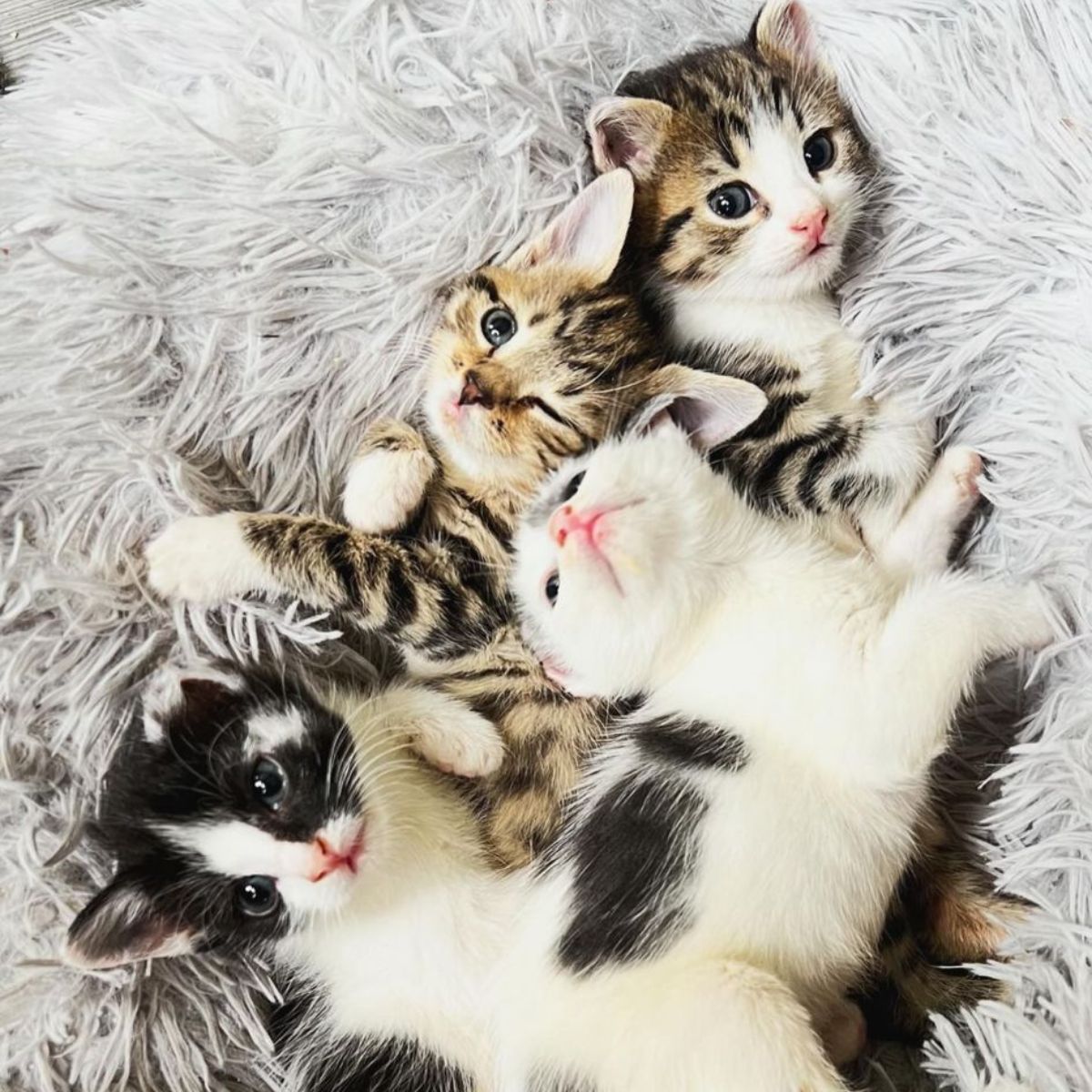 kittens lying on a fluffy blanket
